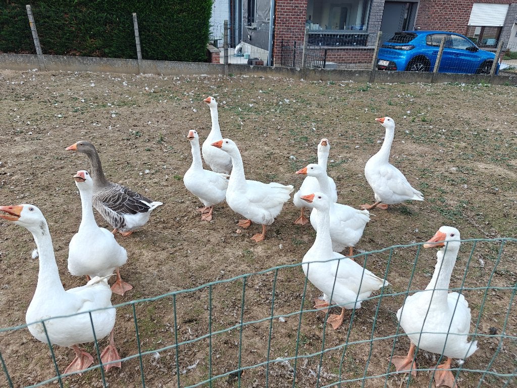 Gratuit de 13 oies et 3 poules pondeuses à Lembeek(Halle), Plusieurs animaux