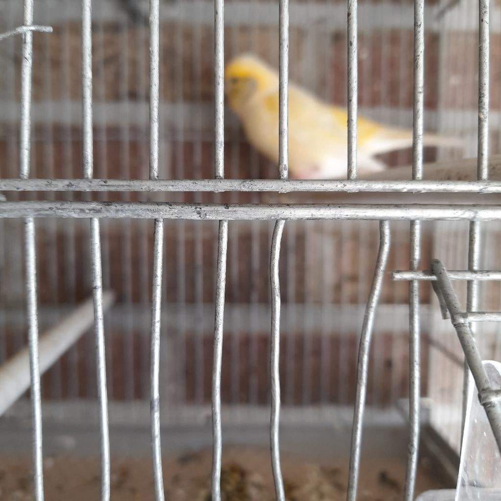 kanarie  poppen, Femelle, Canari de couleur
