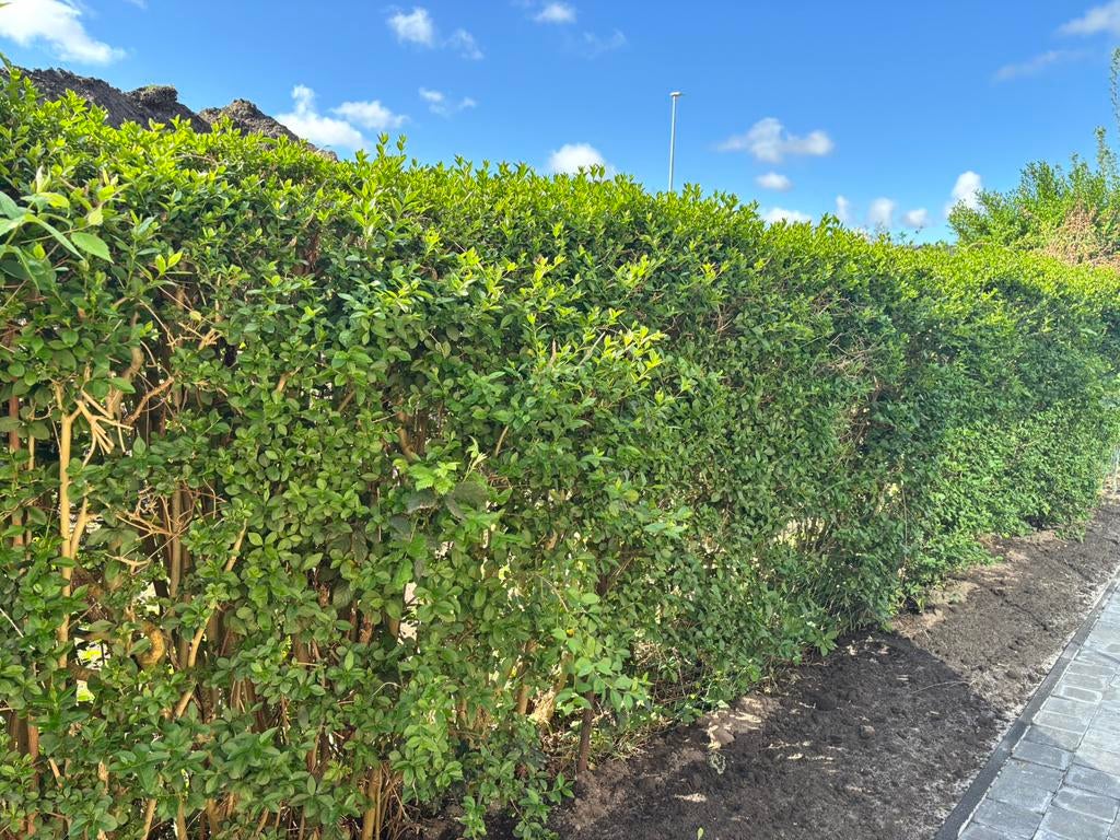 TE GEEF Ligustrum ligusters GRATIS, Ophalen, Liguster, Haag, 100 tot 250 cm