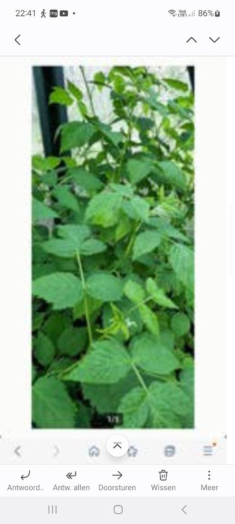 Bio frambozen planten, Enlèvement