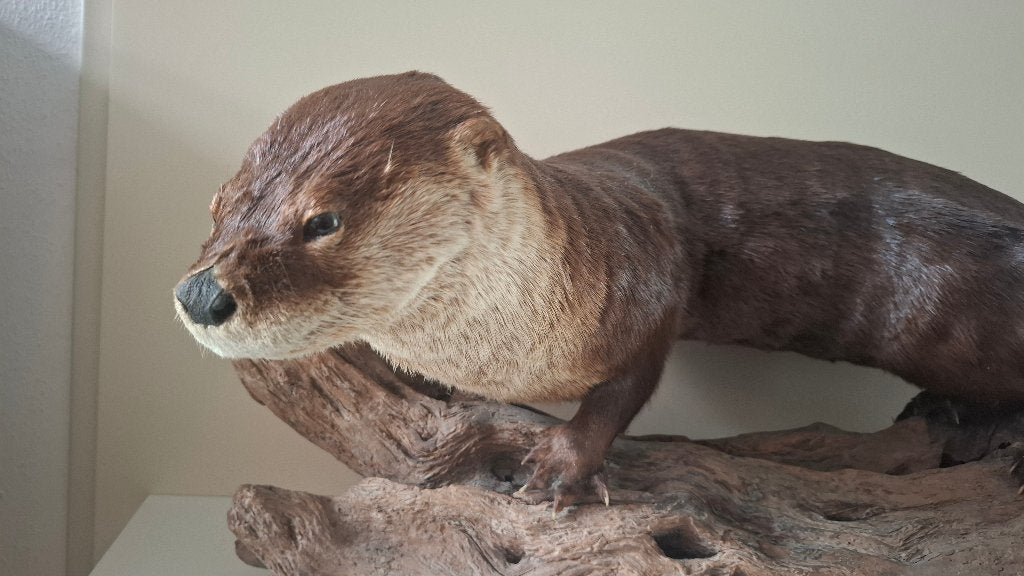 loutre en peluche Loutre de rivière d'Amérique du Nord, Collections, Enlèvement, Utilisé, Animal sauvage, Animal empaillé