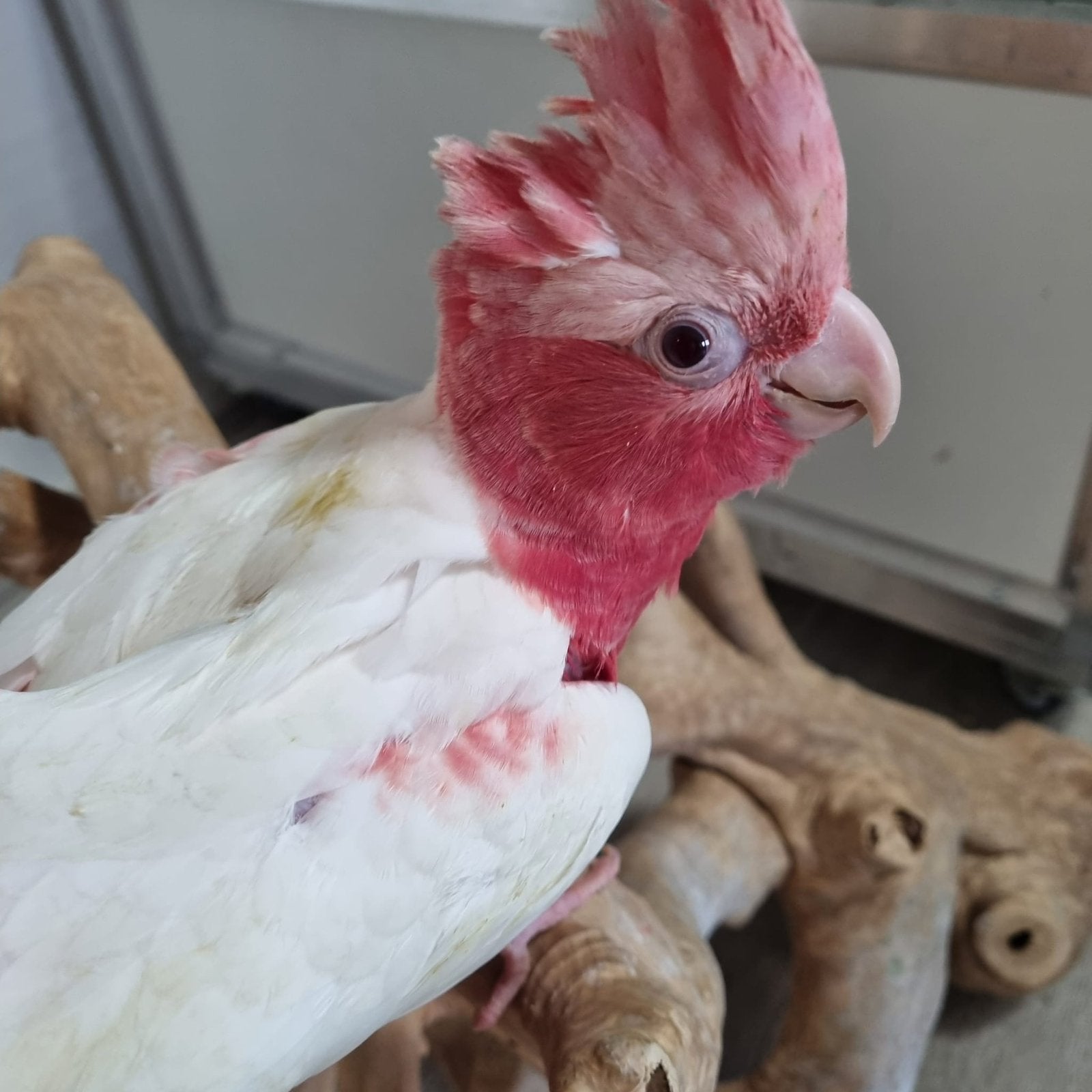 Jonge Lutino rose kaketoe, super tam, Dieren en Toebehoren, Papegaai, Tam