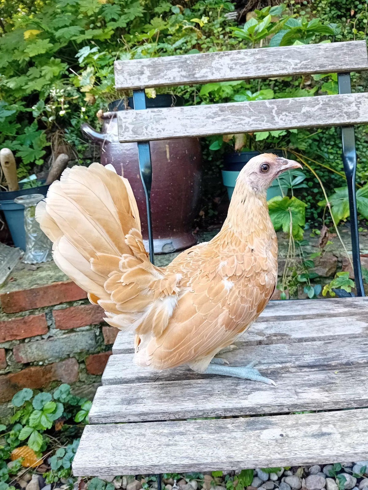 sebright hennen, Femelle, Poule ou poulet