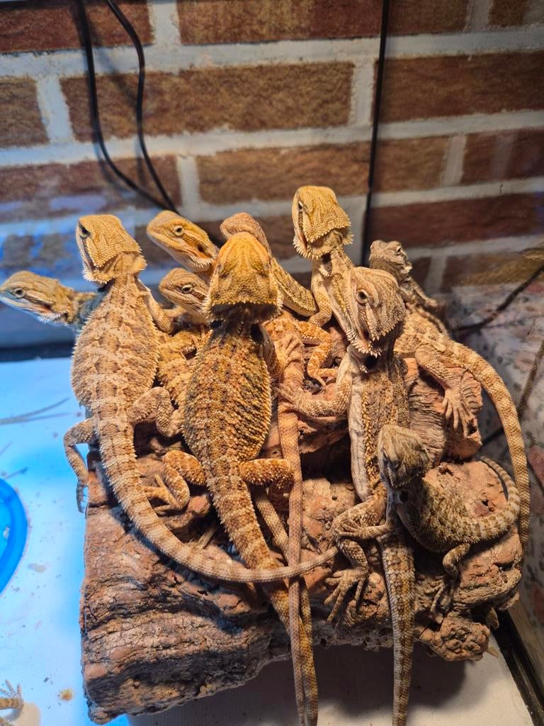 Jonge baardagamen, Dieren en Toebehoren, Hagedis, Tam, 0 tot 2 jaar