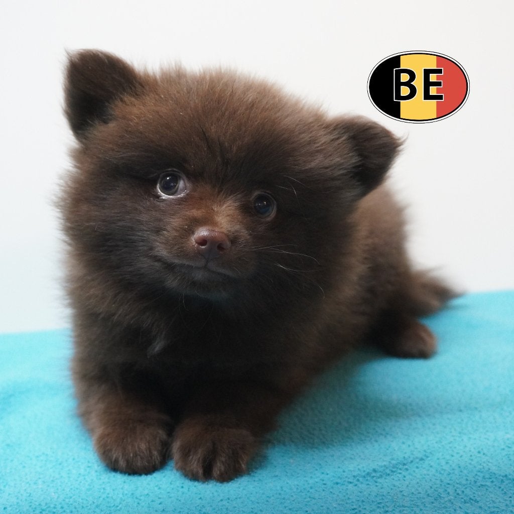 Kleine Keesjes - speels en schattig (Belgische pups), België, CDV (hondenziekte), 8 tot 15 weken, Meerdere