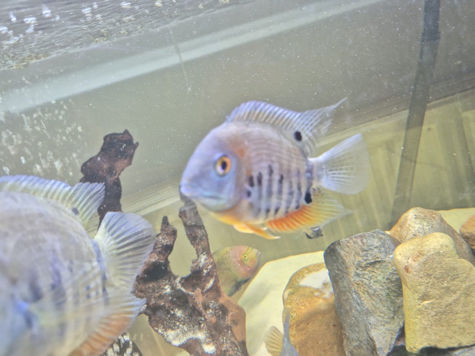 1 groot koppel heros, Dieren en Toebehoren, Vissen | Aquariumvissen