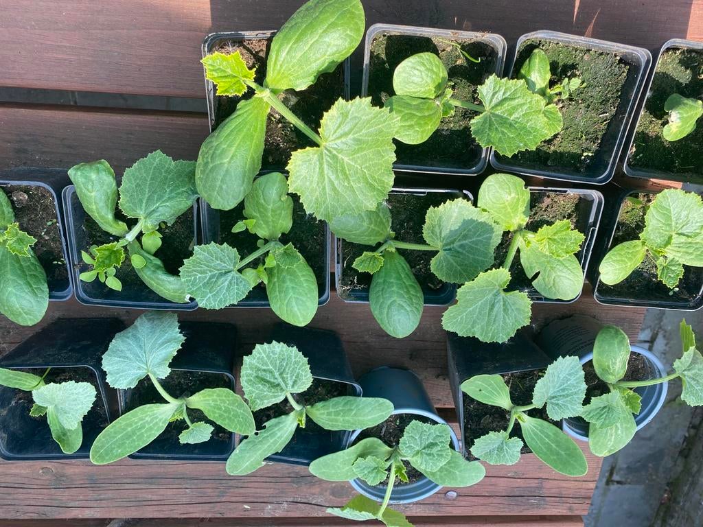 Lange courgette en bolcourgette, Tuin en Terras, Ophalen