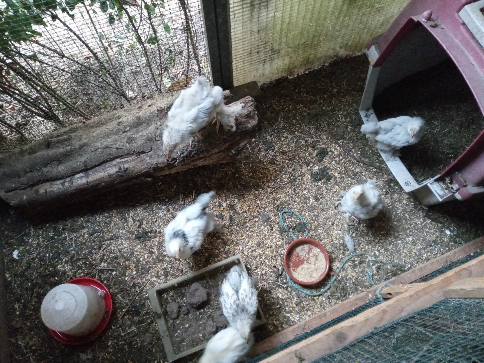 kippen kuikens, Dieren en Toebehoren, Pluimvee