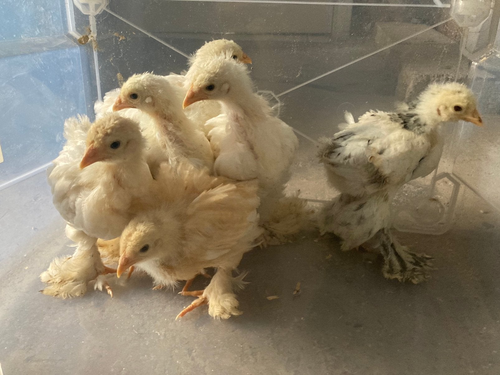 6 brahma kuikens