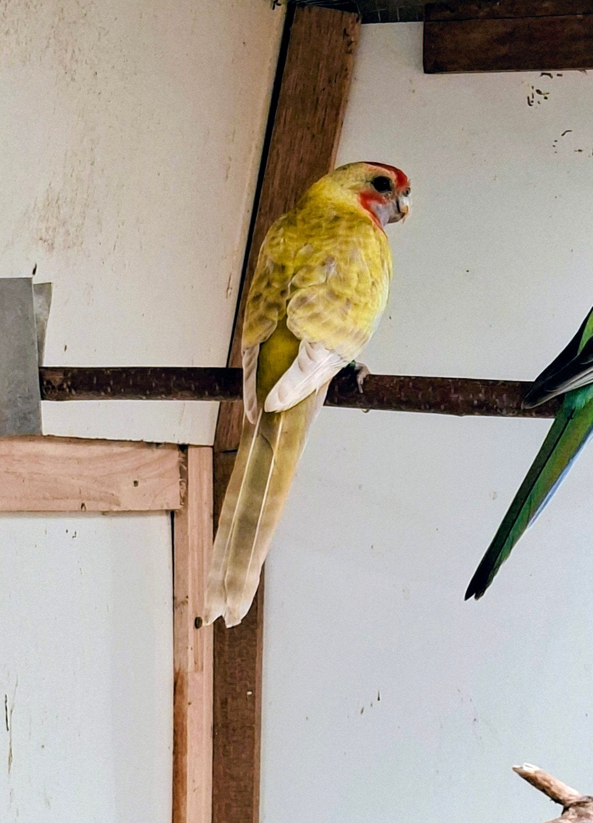 gele pastel man, Dieren en Toebehoren, Geringd