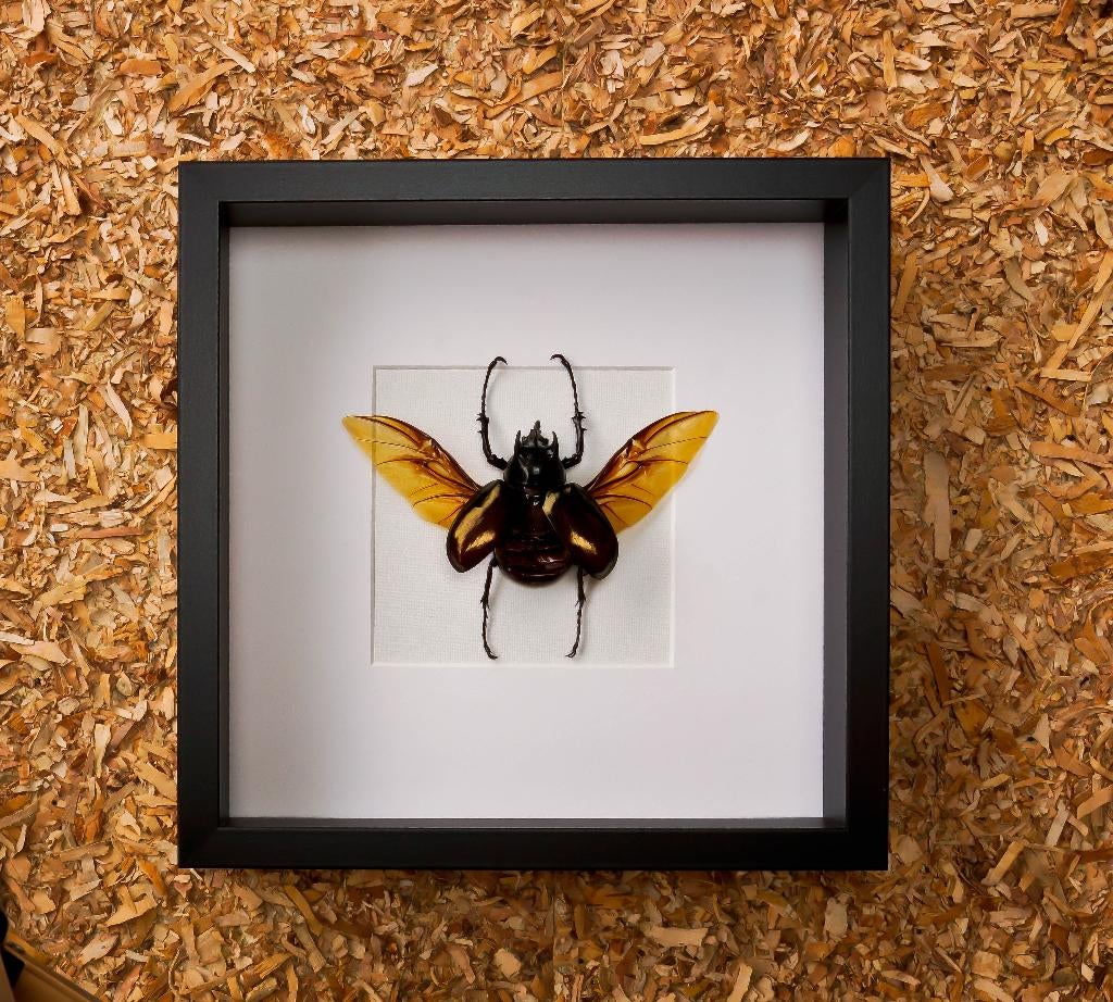 open kever in kader, Verzamelen, Ophalen of Verzenden, Nieuw, Insect, Opgezet dier