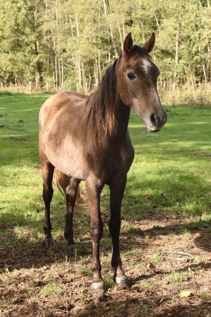 2 D pony's, Animaux & Accessoires, Avec puce électronique, Hongre, Poney D (1.37 m à 1.48m), Non dressé