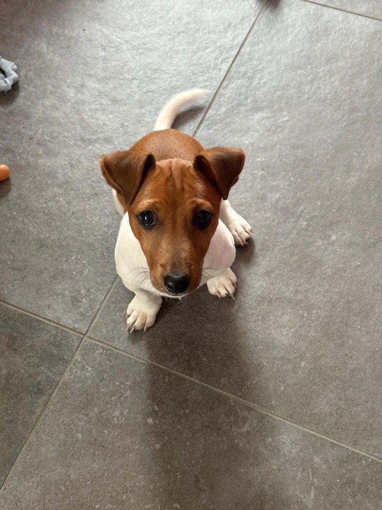 jack Russell reutje, Particulier, Maladie de Carré (chiens), Belgique, 8 à 15 semaines
