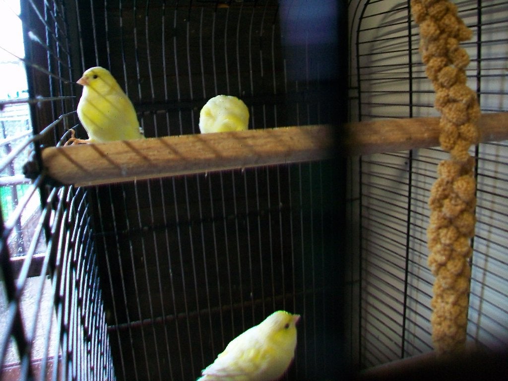 3 gele kanaries te koop, Dieren en Toebehoren, Geslacht onbekend, Zangkanarie