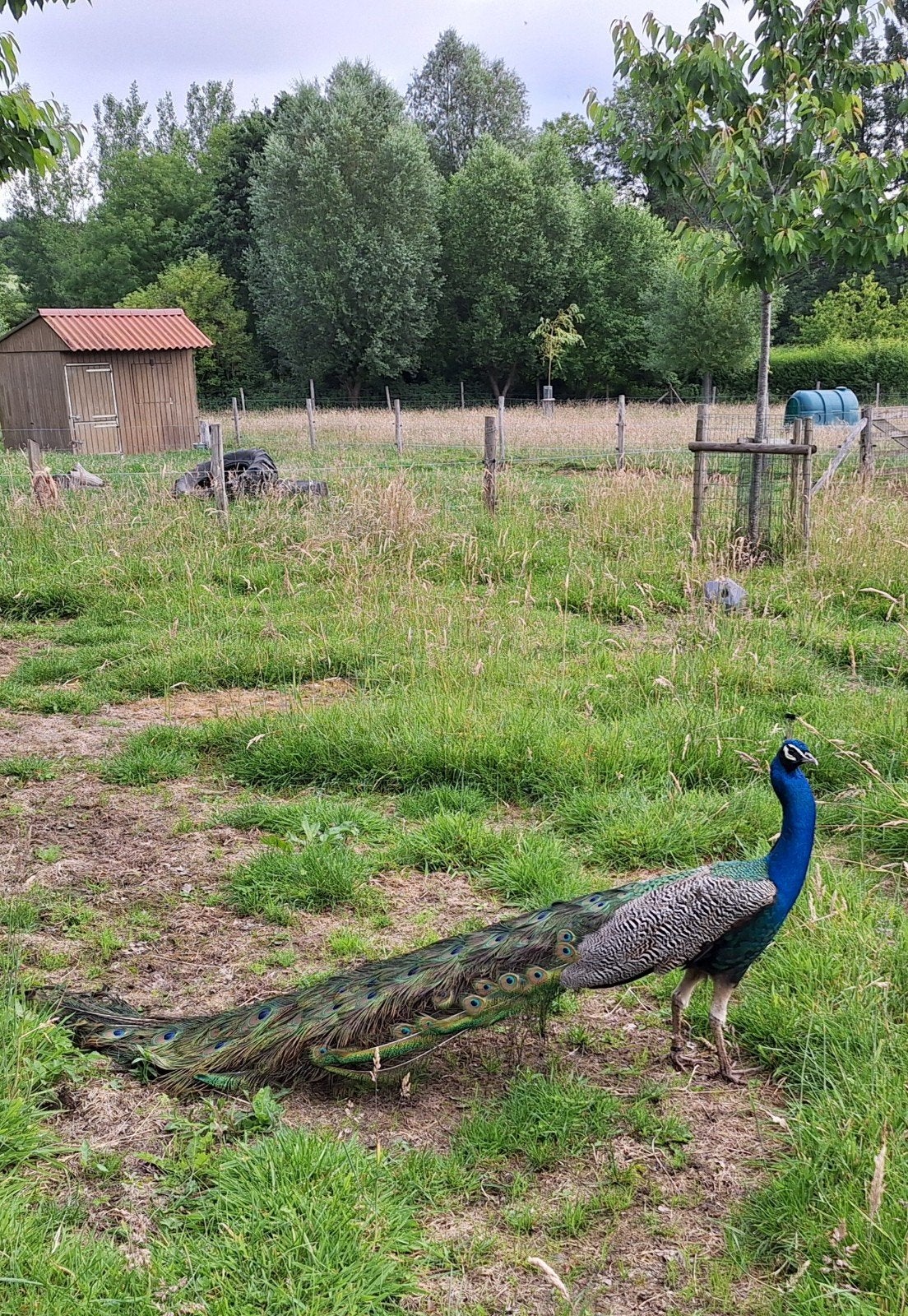 Prachtige volwassen blauwe pauw haan, Dieren en Toebehoren, Pluimvee