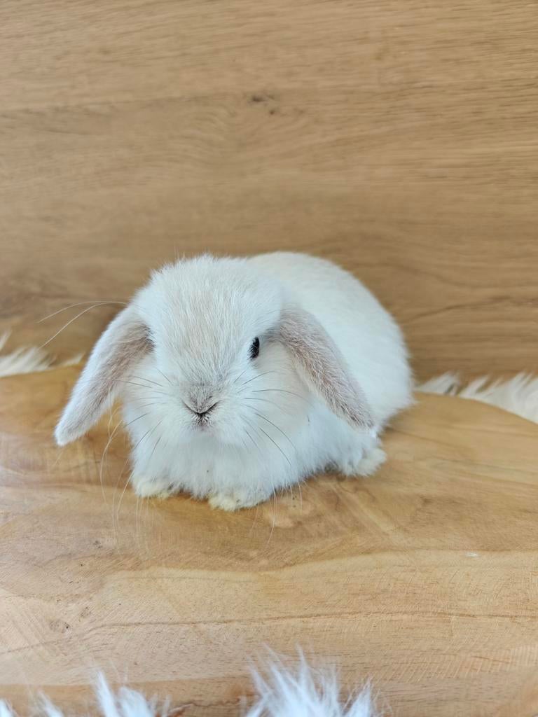 Schattig minilop rammetje met stamboom, Mannelijk, Dwerg, Hangoor, 0 tot 2 jaar