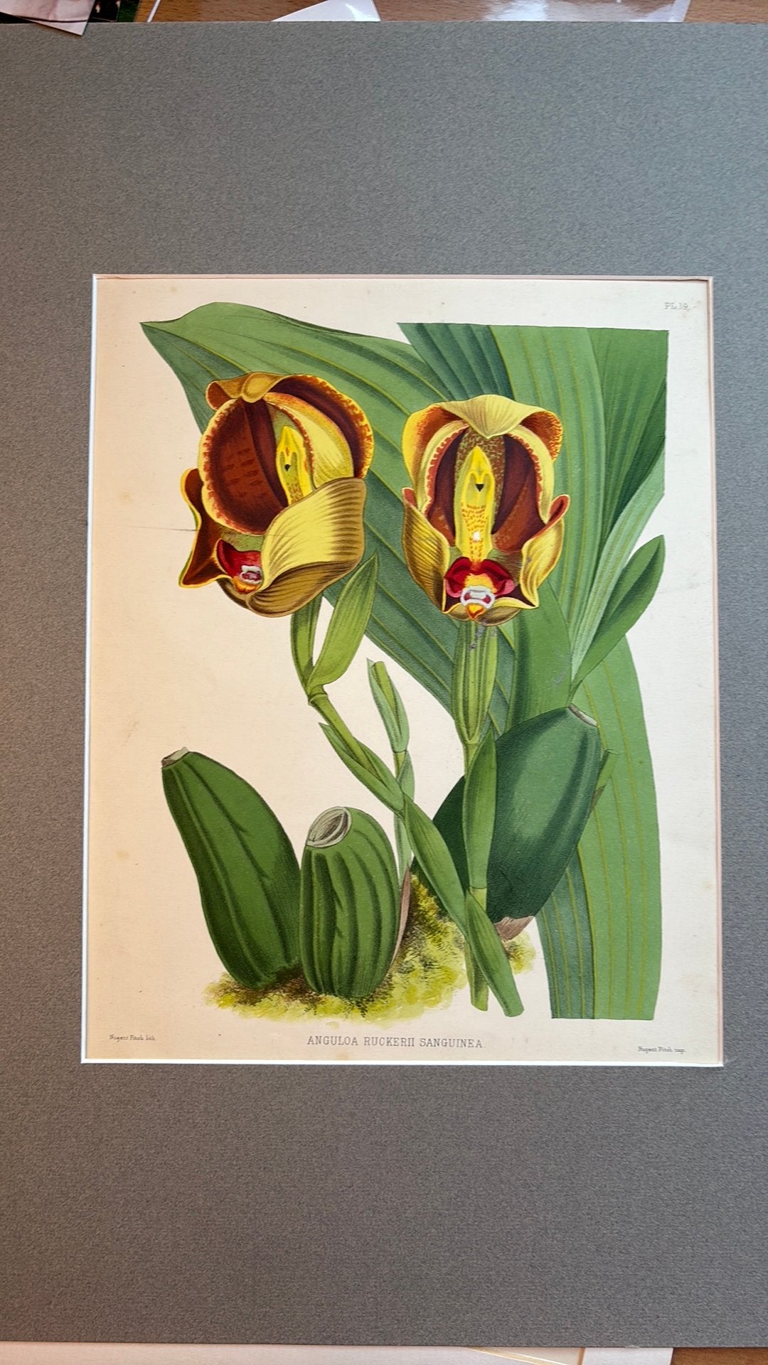 • Gravure botanique ancienne sur une orchidée (J.N. Fitch), Antiquités & Art, Enlèvement ou Envoi, Animaux et nature, Avec passe-partout