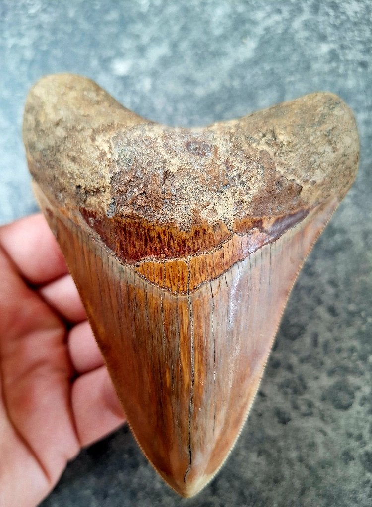 dent de mégalodon indonésien 11,7x9x2,8 cm, Enlèvement ou Envoi, Fossile