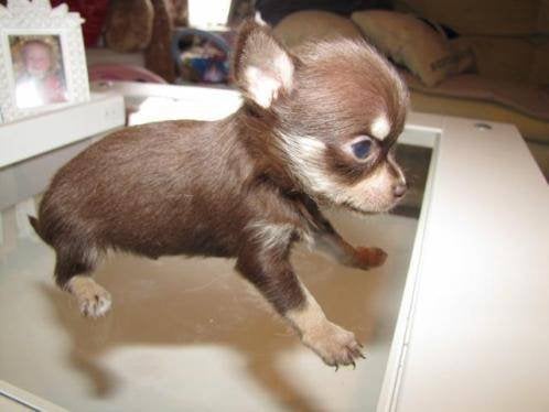 Chihuahua mini pups mooi raszuiver zeer mooi kleintjes, Animaux & Accessoires, Chiens | Chihuahuas & Chiens de compagnie, Hépatite contagieuse (maladie de Rubarth)