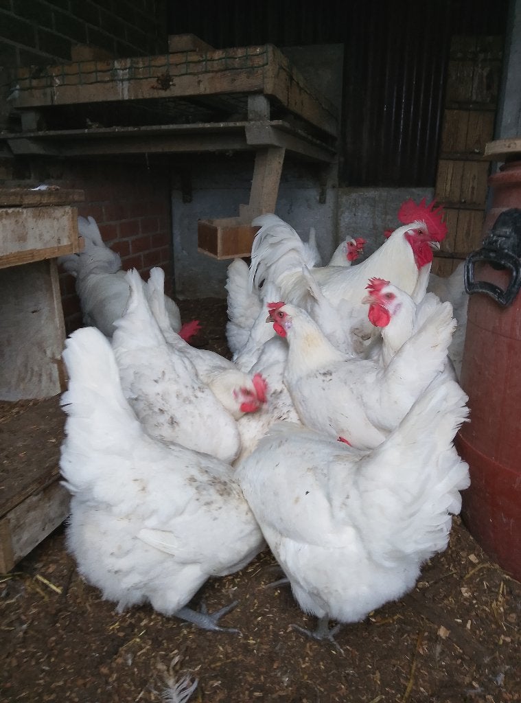 Broedeieren Poule de Bresse, Dieren en Toebehoren