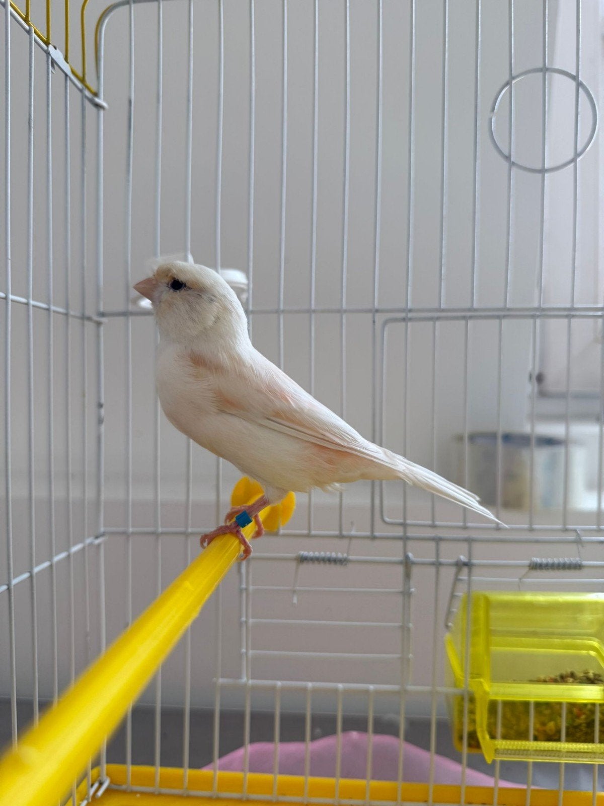 canaris, Animaux & Accessoires