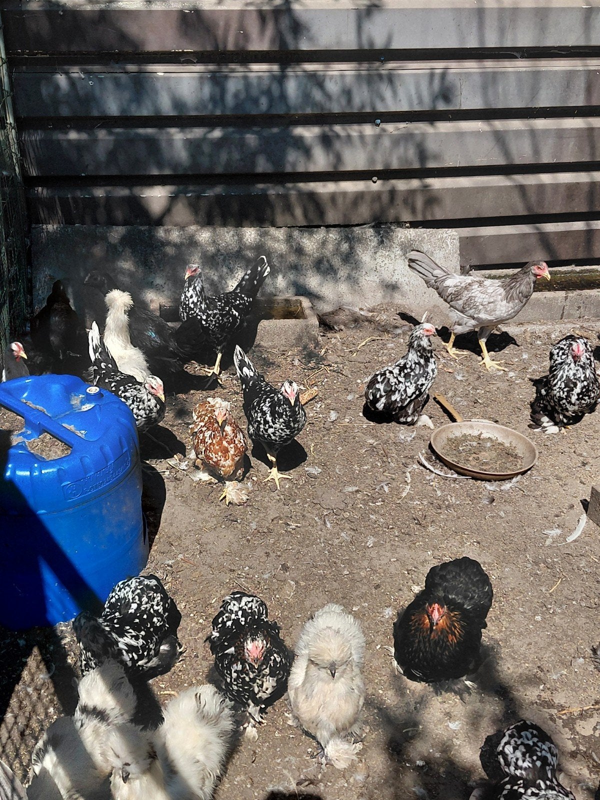 Cochin, bantam, porcelaine, poule ou coq, Plusieurs animaux, Poule ou poulet