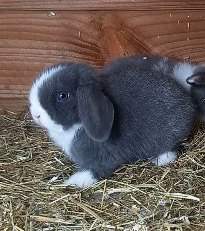 Minilop ramelaartje, Dieren en Toebehoren, Mannelijk, Klein, Hangoor, 0 tot 2 jaar