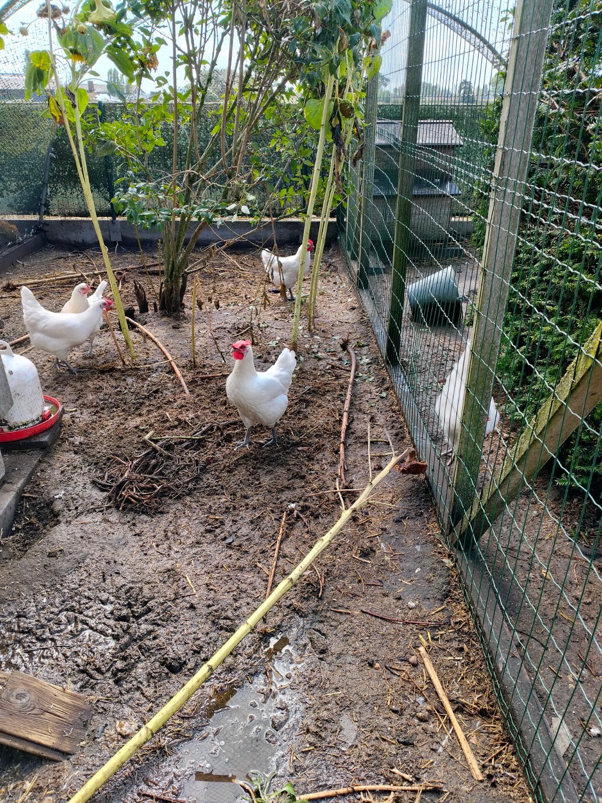 poulle de bresse, Dieren en Toebehoren, Pluimvee, Vrouwelijk