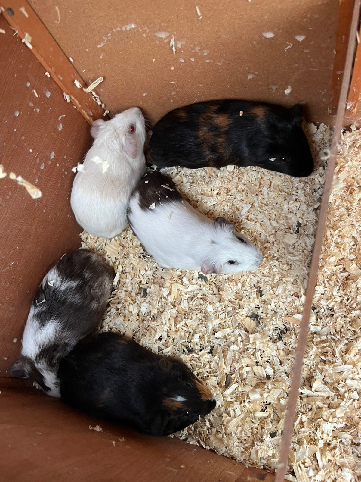 Jonge Beertjes cavias, Mai, Mâle, Cobaye