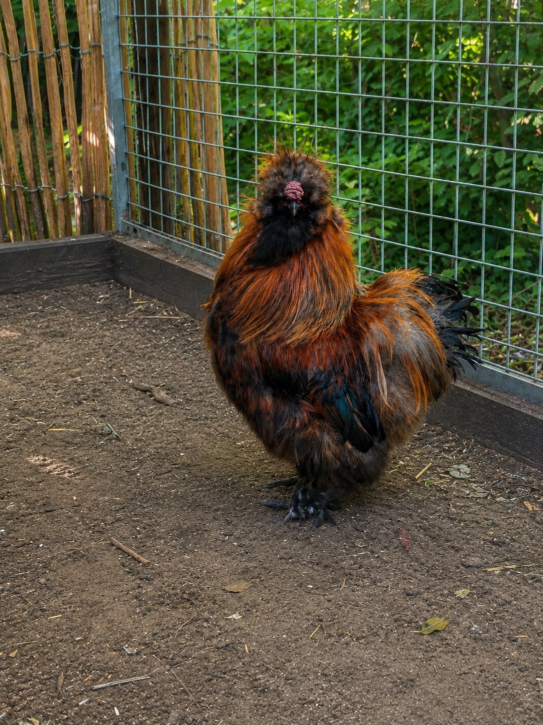 Usa zijdehoen haan, Mâle, Poule ou poulet