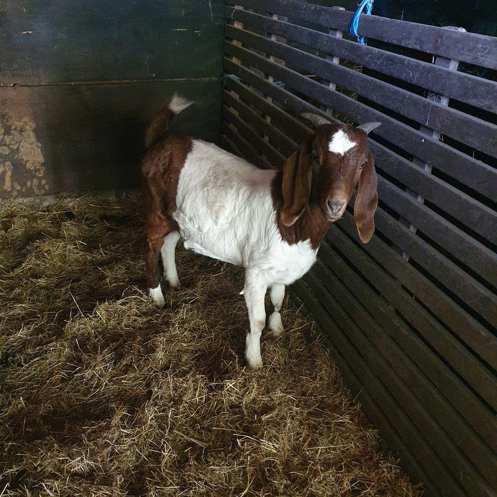Boergeiten , miekes.