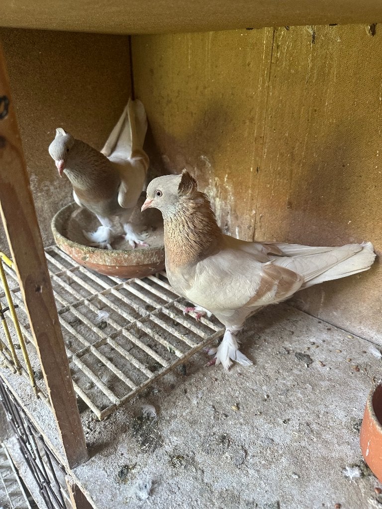 Duif, Dieren en Toebehoren, Meerdere dieren, Tuimelaar of Roller