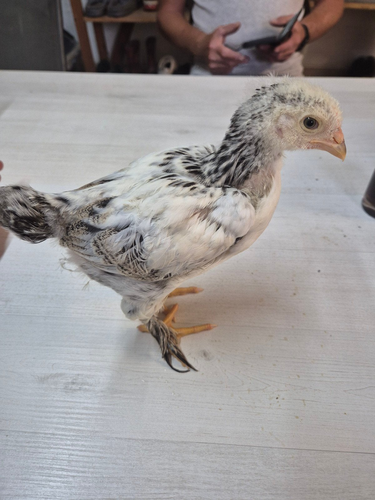 Brahma kuiken, Sexe inconnu, Poule ou poulet