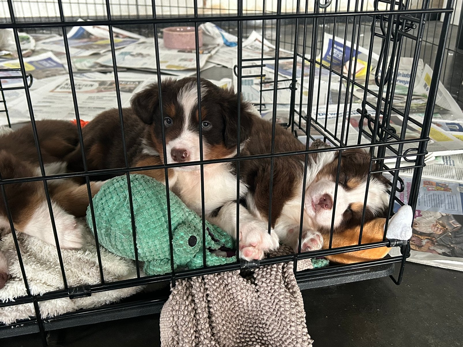 Red tricolor MAS reutjes (mini aussie), Chien (mâle), Maladie de Carré (chiens), Plusieurs, Belgique
