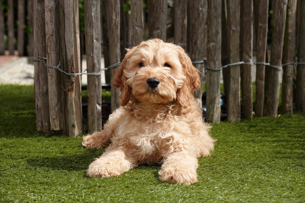 Superbes chiots Cockapoo abricot (100% Belges), Autres races, Plusieurs, Hépatite contagieuse (maladie de Rubarth), Belgique