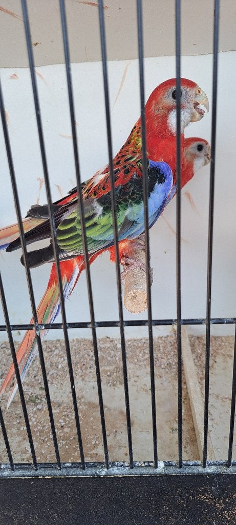 PRACHT ROSELLA ROOD EN LUTINO JONGE, Dieren en Toebehoren, Vogels | Parkieten en Papegaaien, Meerdere dieren, Parkiet, Geringd