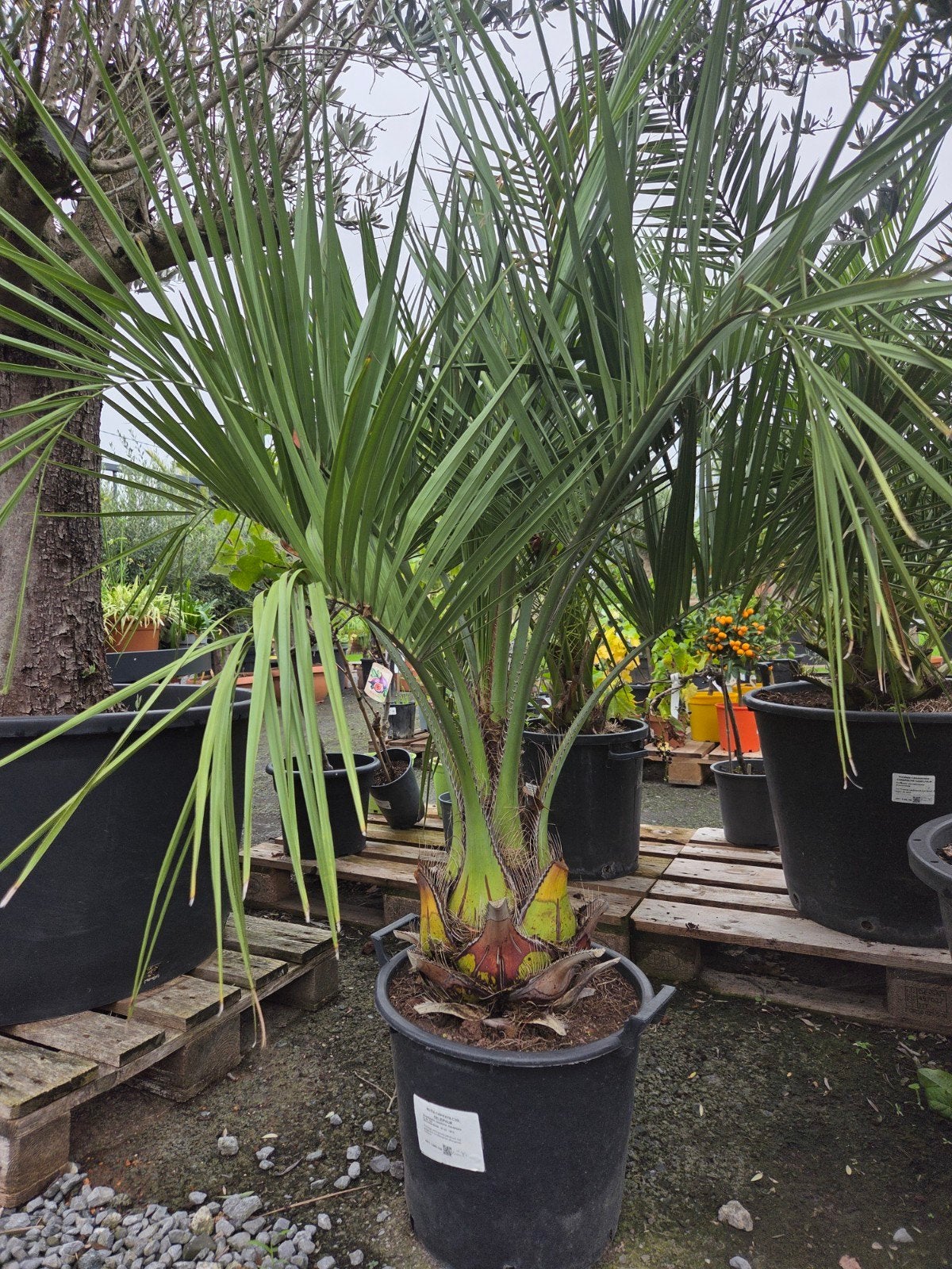 Palmboom Butia Capitata - Geleipalm, Tuin en Terras, Ophalen