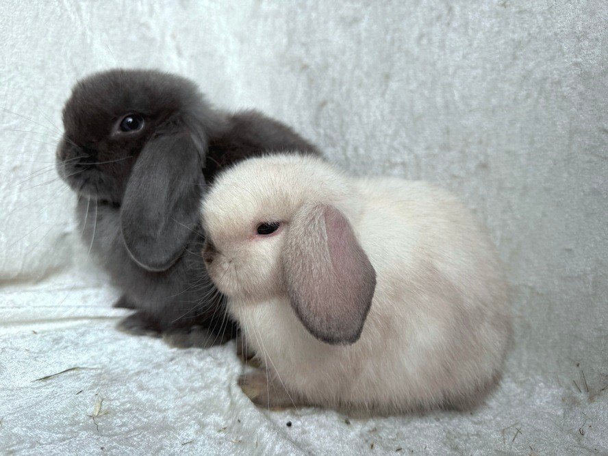 Mega mooi super lief handtam koppeltje Minilop konijntjes, Meerdere dieren, Klein, Hangoor, 0 tot 2 jaar