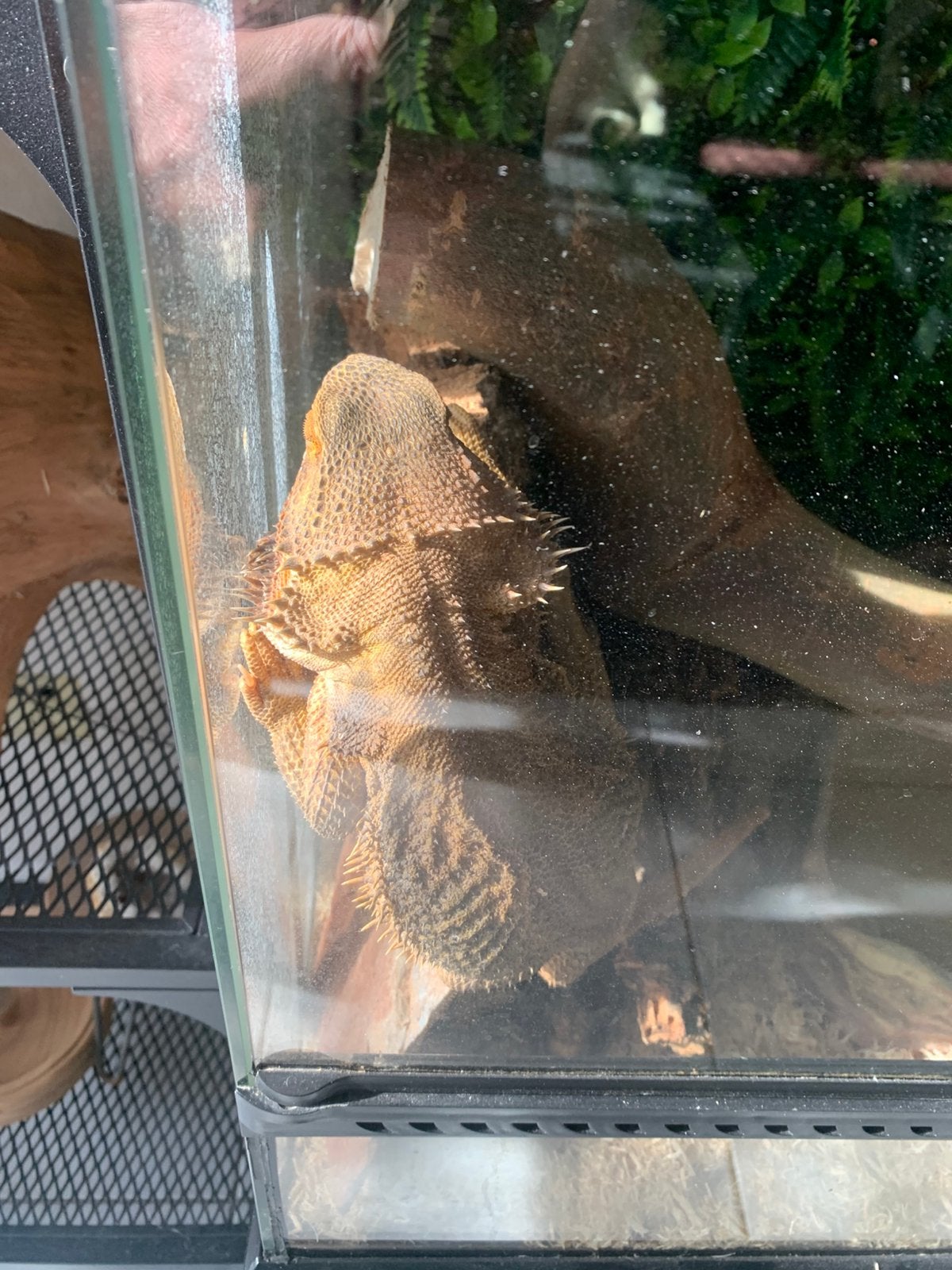 Baardagaam met terrarium, Met terrarium, 3 tot 6 jaar