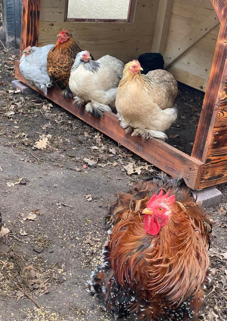 Broedeieren cochin kriel, Dieren en Toebehoren