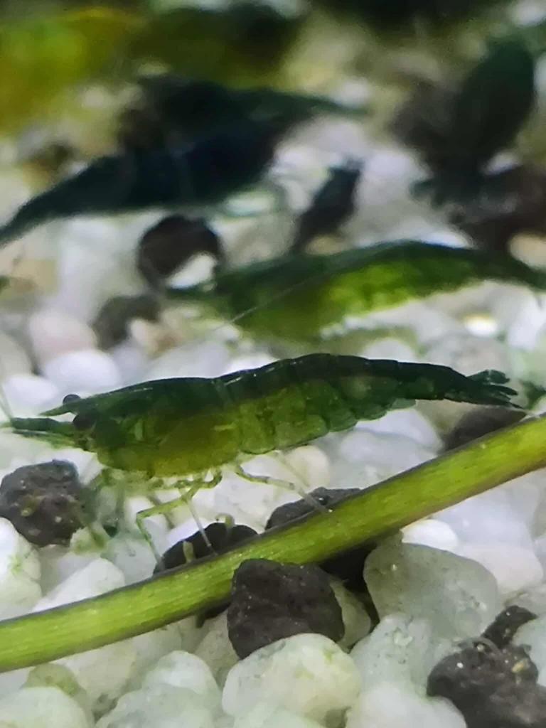 Groen garnalen, Dieren en Toebehoren