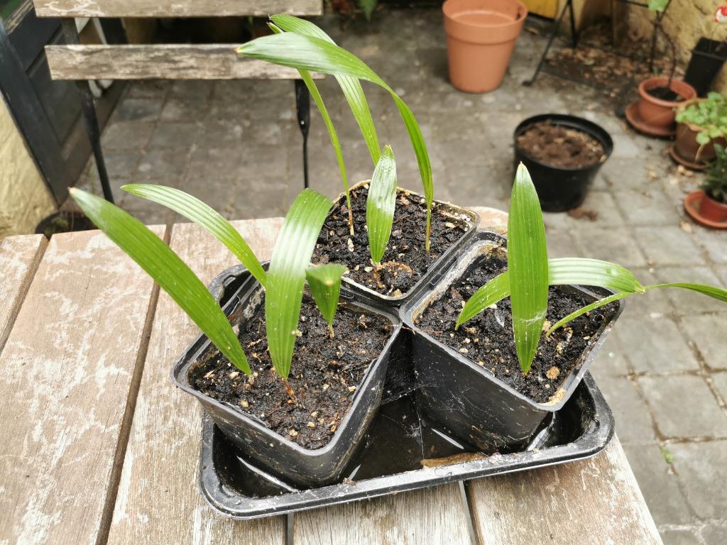Trachycarpus fortunei - Chinese waaierpalm - zaailingen, Enlèvement, Hiver, Palmier