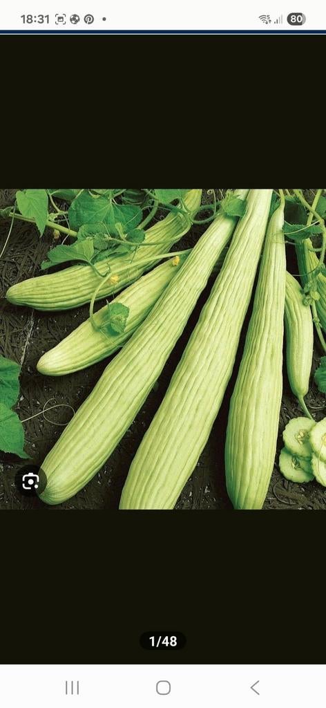 Bio komkommer zaden van Turkije (10 stuks voor 1 euro), Ophalen