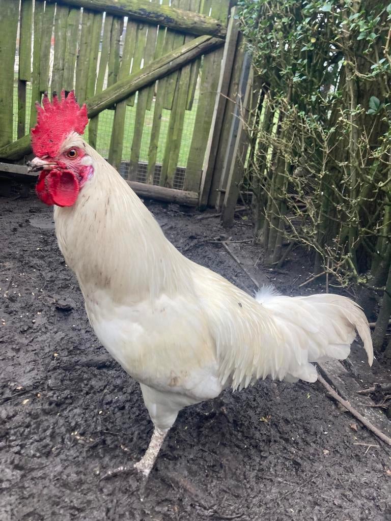 Haan - Poule de Bresse, Dieren en Toebehoren, Pluimvee, Mannelijk, Kip