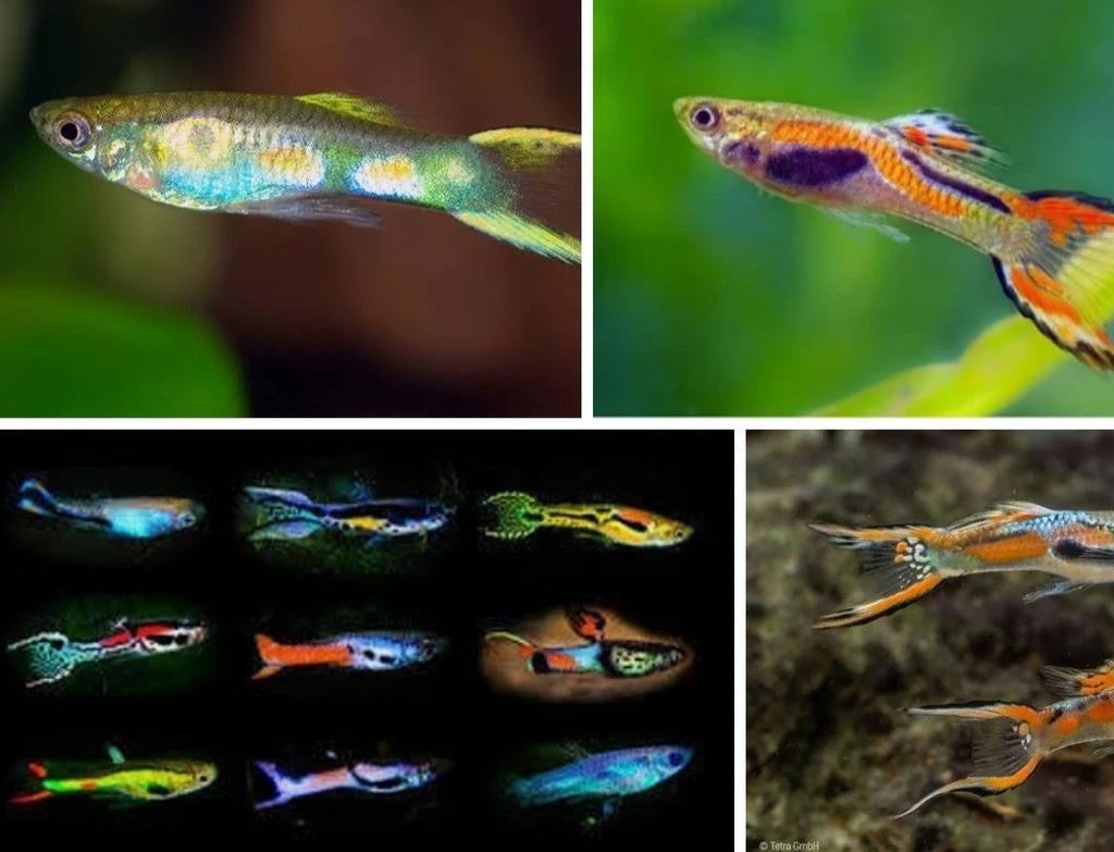 Endeler guppy's gezocht  West-vlaanderen, Dieren en Toebehoren