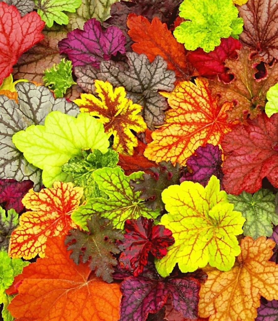 Hosta, Geum, Helenium, Heuchera, Jardin & Terrasse, Plantes | Jardin, Enlèvement ou Envoi