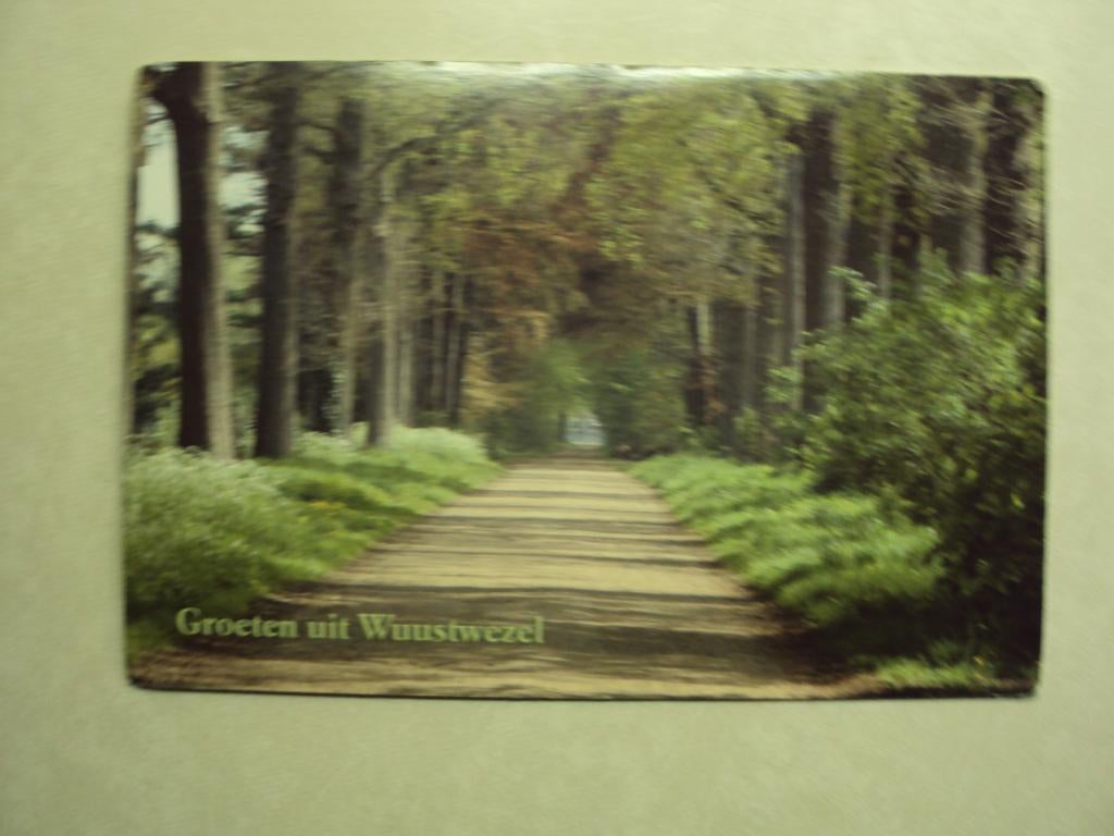 55201 - WUUSTWEZEL - GINHOVEN - HOFDREEF - ZIE 2 FOTO'S, Verzamelen, Postkaarten | België, Verzenden