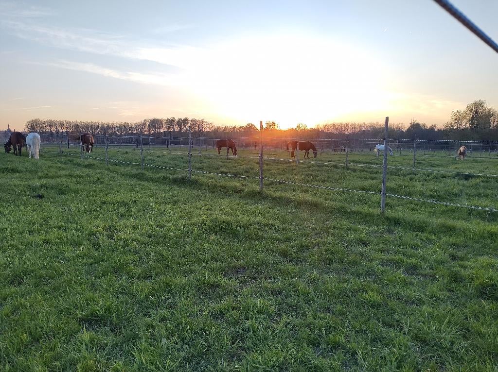 Pensionstalling met begeleiding, Dieren en Toebehoren, Stalling, 4 paarden of pony's of meer