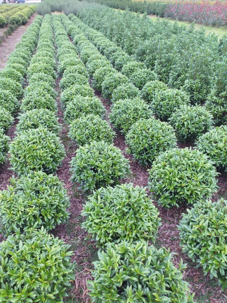 Prunus Bolvorm, Tuin en Terras, Planten | Struiken en Hagen, Laurier, Ophalen