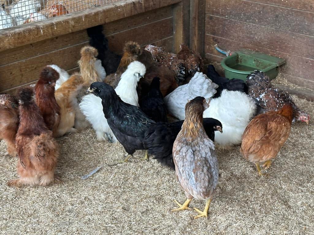 Cochin krielen : jonge dieren, Dieren en Toebehoren